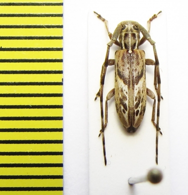 Eunidia brunneopunctata strigatoides  Ethiopia - INSECTS-STORE.RU