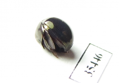 Ceratocanthinae sp.  Mexico - INSECTS-STORE.RU