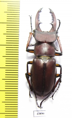Lucanus swinghoei  Taiwan 40mm - INSECTS-STORE.RU