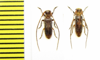 Eunidia sp.  Ethiopia - INSECTS-STORE.RU