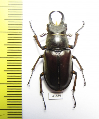 Lucanus miwai  Taiwan 31mm - INSECTS-STORE.RU