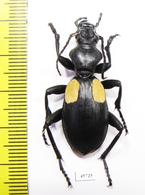 Anthia omoplata incolatum, male South Africa Rep. - INSECTS-STORE.RU