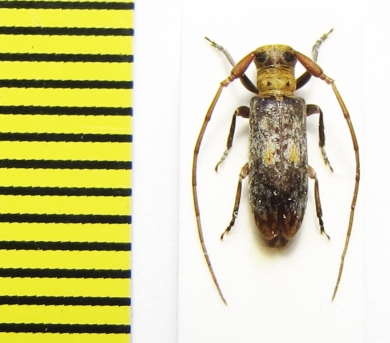 Eunidia sp.  Ethiopia - INSECTS-STORE.RU