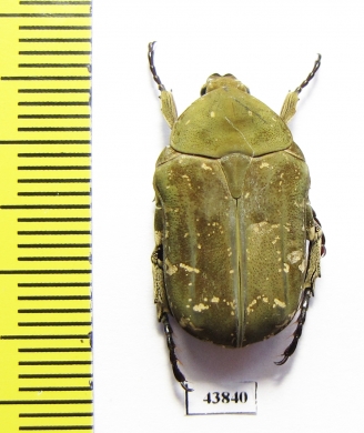 Protaetia culta  Taiwan - INSECTS-STORE.RU