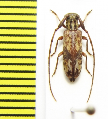 Eunidia sp.  Ethiopia - INSECTS-STORE.RU