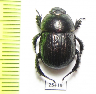 Odontotrypes xue  China - INSECTS-STORE.RU