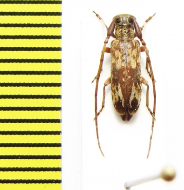 Eunidia sp.  Ethiopia - INSECTS-STORE.RU