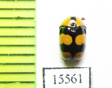 Chrysomelidae sp.  Laos - INSECTS-STORE.RU