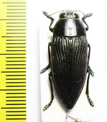 Lampetis foveicollis  Namibia - INSECTS-STORE.RU