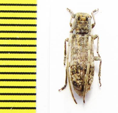 Eunidia mucorea  Ethiopia - INSECTS-STORE.RU