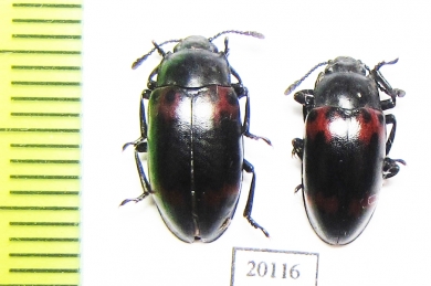 Episcapha morawitzi  Russia, Far East - INSECTS-STORE.RU