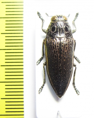 Lampetis sp.  Zambia - INSECTS-STORE.RU