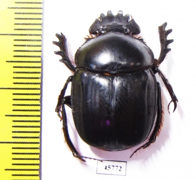 Scarabaeus sp.  South Africa Rep. - INSECTS-STORE.RU