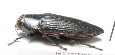 Lampetis foveicollis  Namibia - INSECTS-STORE.RU