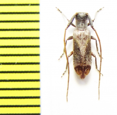 Eunidia sp.  Ethiopia - INSECTS-STORE.RU