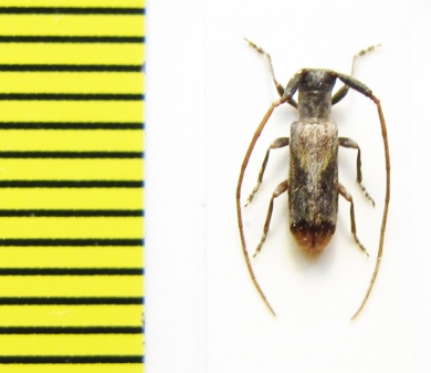 Eunidia sp.  Ethiopia - INSECTS-STORE.RU