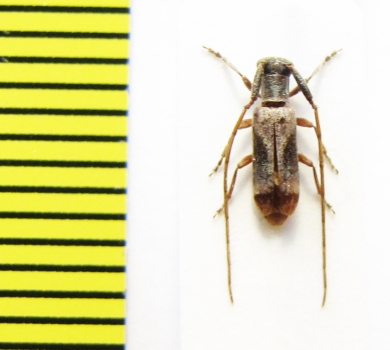 Eunidia sp.  Ethiopia - INSECTS-STORE.RU