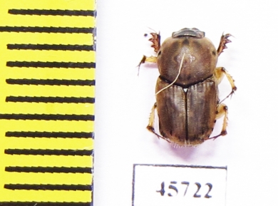 Euoniticellus sp.  South Africa Rep. - INSECTS-STORE.RU