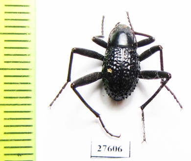 Tenebrionidae sp.  South Africa Rep. - INSECTS-STORE.RU