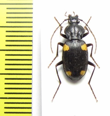 Craspedophorus obscurus  China, Yunnan prov. - INSECTS-STORE.RU