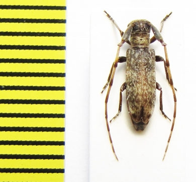 Eunidia nebulosa  Ethiopia - INSECTS-STORE.RU