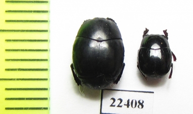 Histeridae sp.  Peru - INSECTS-STORE.RU