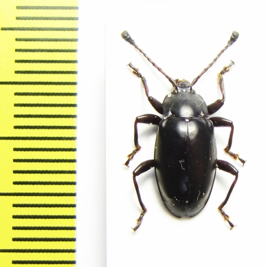 Endomychidae sp.  Madagascar - INSECTS-STORE.RU