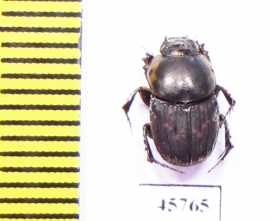 Onthophagus sp.  South Africa Rep. - INSECTS-STORE.RU