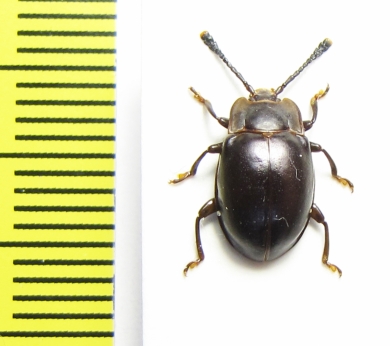 Endomychidae sp.  Madagascar - INSECTS-STORE.RU