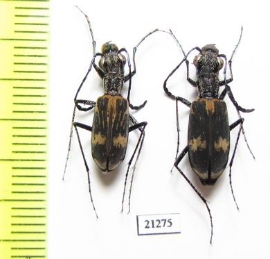 Cicindelinae sp., pair  Zambia - INSECTS-STORE.RU