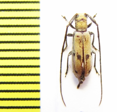 Eunidia laterialba subsimilis  Ethiopia - INSECTS-STORE.RU