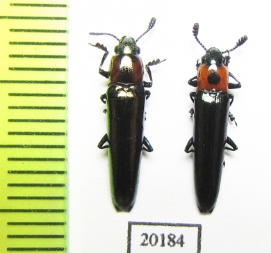 Erotylidae sp.  China, Yunnan prov. - INSECTS-STORE.RU