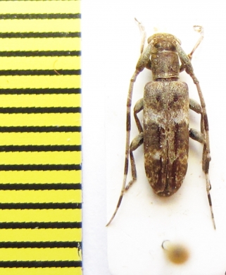 Eunidia alternata  Ethiopia - INSECTS-STORE.RU