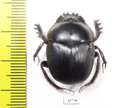 Scarabaeus sp.  South Africa Rep. - INSECTS-STORE.RU