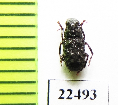 Anthribidae sp.  Peru - INSECTS-STORE.RU