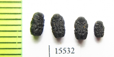 Chrysomelidae sp.  Laos - INSECTS-STORE.RU