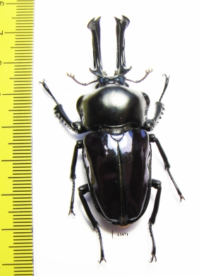 Phalacrognathus muelleri  60mm (14000p) - INSECTS-STORE.RU