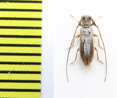 Eunidia suturealba  Ethiopia - INSECTS-STORE.RU