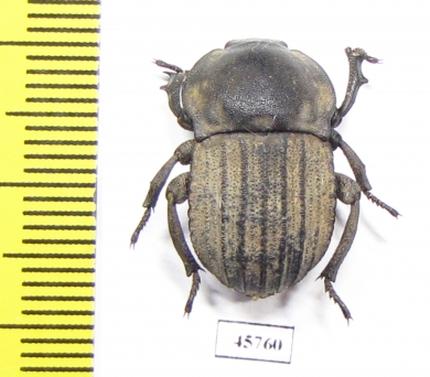 Anomalipus sp.  South Africa Rep. - INSECTS-STORE.RU