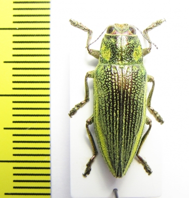 Chrysodema dalmanni  Japan - INSECTS-STORE.RU