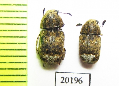 Anthribidae sp.  Malaysia, Borneo - INSECTS-STORE.RU