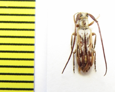 Eunidia subtessellata fulgurata  Ethiopia - INSECTS-STORE.RU