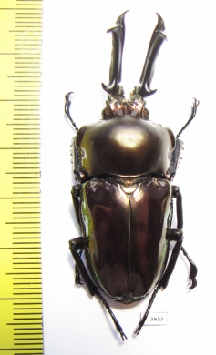 Phalacrognathus muelleri  56mm (12000p) - INSECTS-STORE.RU