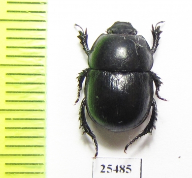 Odontotrypes zeduoensis  China - INSECTS-STORE.RU
