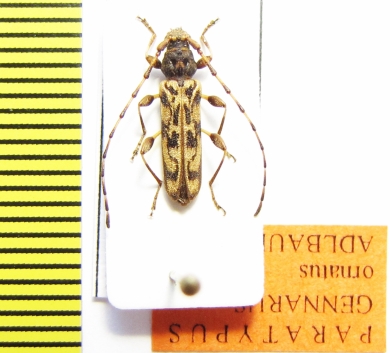Gennarus ornatus, male  Ethiopia  PARATYPUS - INSECTS-STORE.RU