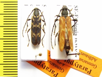 Gennarus ornatus, female  Ethiopia  PARATYPUS - INSECTS-STORE.RU