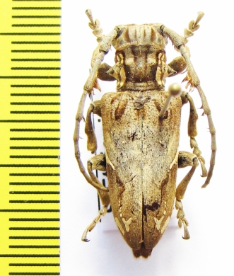 Mallonia patricii  Ethiopia - INSECTS-STORE.RU