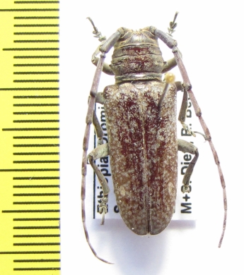 Prosopocera marmorata  Ethiopia - INSECTS-STORE.RU