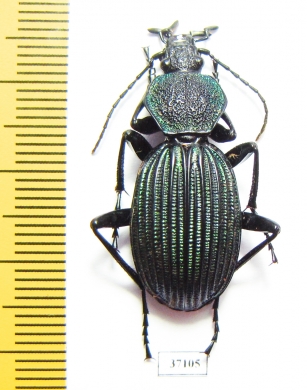 Tefflus viridanus  Tanzania - INSECTS-STORE.RU