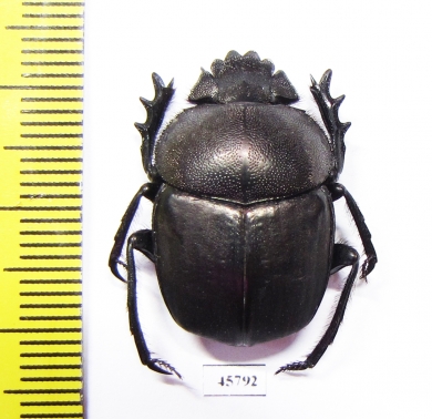 Kheper sp.  South Africa Rep. - INSECTS-STORE.RU